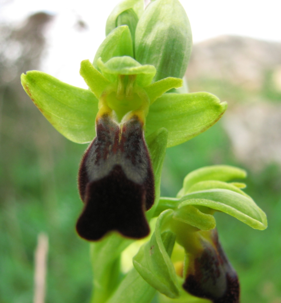 Ophrys fusca s.l. , O. garganica, Orchis lactea